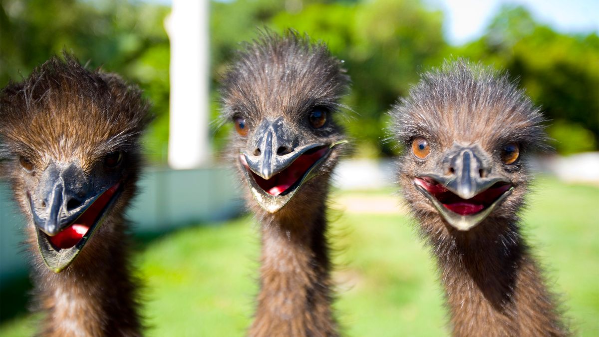 Goofy-looking Emus Are Leggy, Flightless and Very Friendly