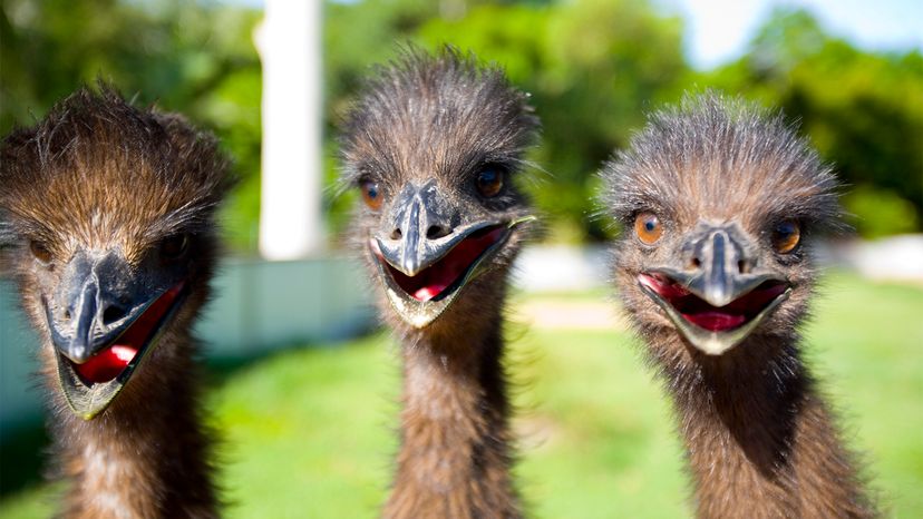 emu bird