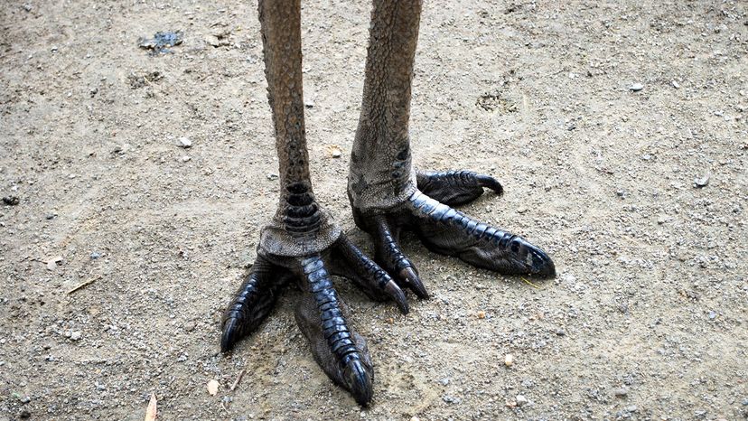 emu feet