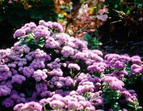 Ageratum produces clusters of fuzzy blossoms.