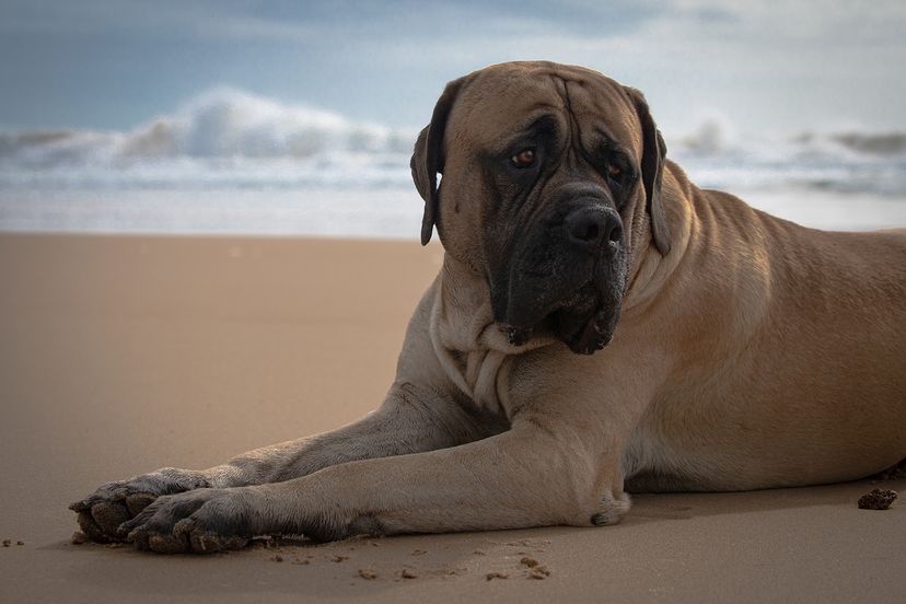 English Mastiff