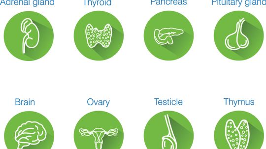 How the Endocrine System Works