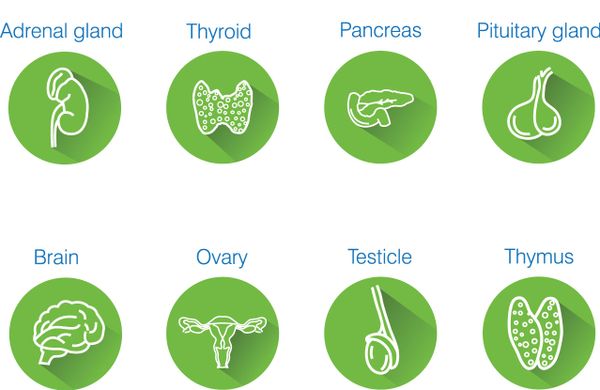 Endocrine system chart