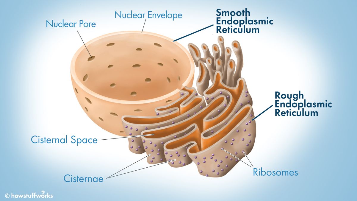 How Do The Smooth Endoplasmic Reticulum And Cell Membrane Work Together