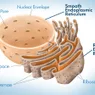 Endoplasmic Reticulum: Rough ER vs. Smooth ER