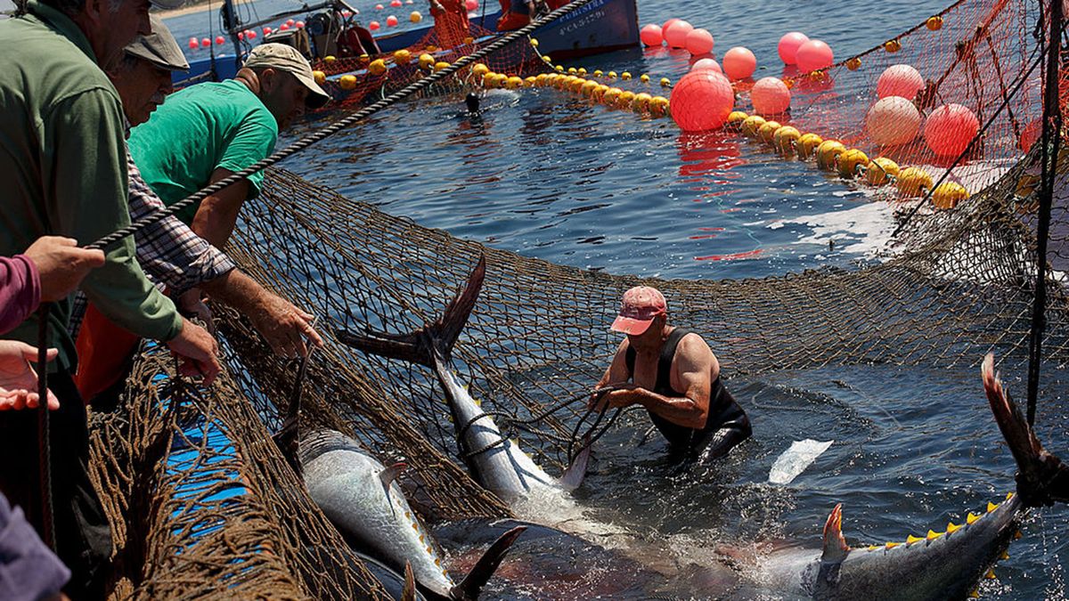 Controlled Fishing in  Area Helps Save Huge Endangered Fish