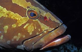 Nassau grouper 