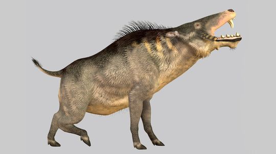 Scary Prehistoric 'Hell Pigs' Once Roamed the Earth