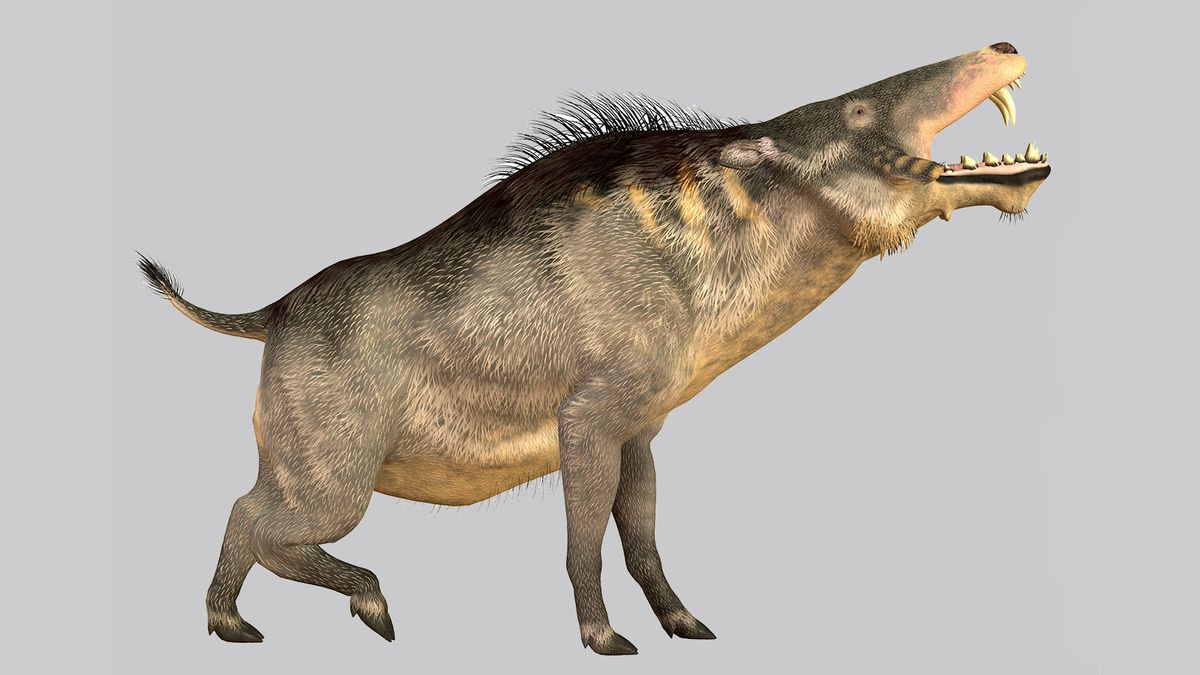 Scary Prehistoric 'Hell Pigs' Once Roamed the Earth | HowStuffWorks