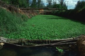 Biofiltration pond near Mombasa, Kenya. Nile cabbage in the pond removes impurities from the water so it can be used as a fish farm.