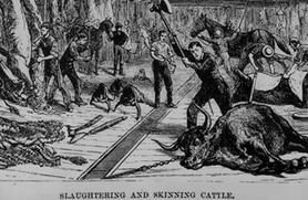 old illustration of slaughterhouse
