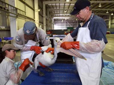 A pelican is cleaned of oil deposits by members of the Environmental Protection Agency (EPA) at a temporary cleaning facility following the 'Pacific Adventurer' oil spill disaster off Moreton Island.