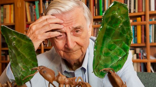 Why E.O. Wilson Was Called the 'Darwin of the 21st Century'