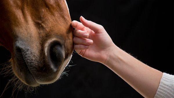 Equine therapy