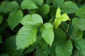 Poison ivy may make you itch like crazy, but you can treat that problem at home.