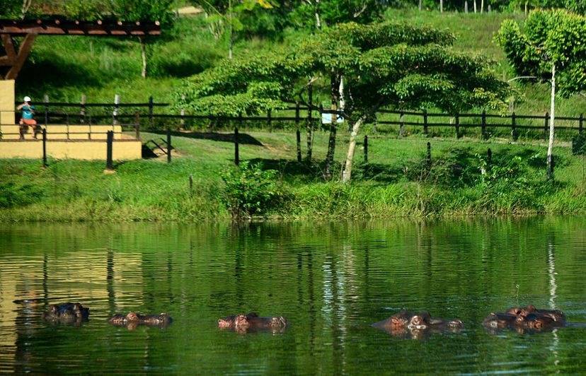 hippos in water