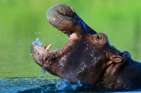 hippopotamus, hippo, pablo escobar