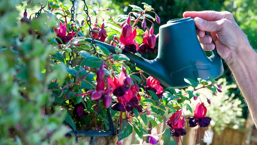 A gardener watering fuschia.