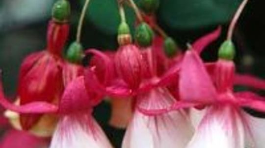 Fuchsia, Lady's Ear Drops