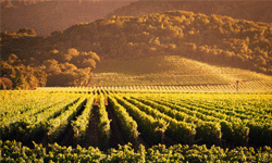 A trip to Napa Valley is of course lovely, but you may also find some vineyards in your own neck of the woods.