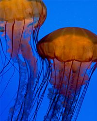 jellyfish