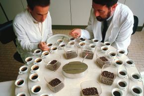 Professional tasters test coffee samples.