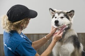 A groomer combs a dog.