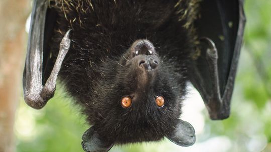 Could a fungus cause the extinction of bats?