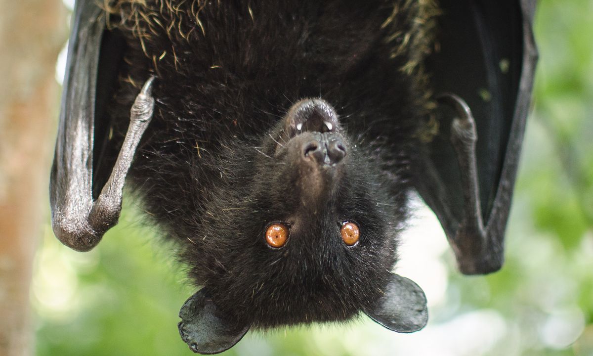 Could a fungus cause the extinction of bats? | HowStuffWorks