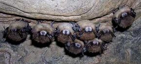 White Nose Syndrome