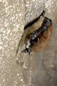 一只棕色的小蝙蝠（Myotis lucifigus），白色真菌覆盖其枪口和身体。“border=