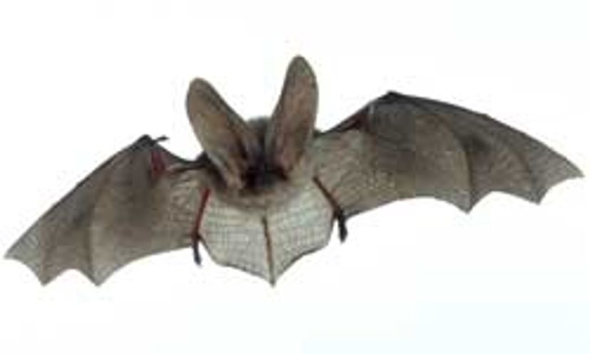 The Ultimate Bat vs. Fungus Quiz