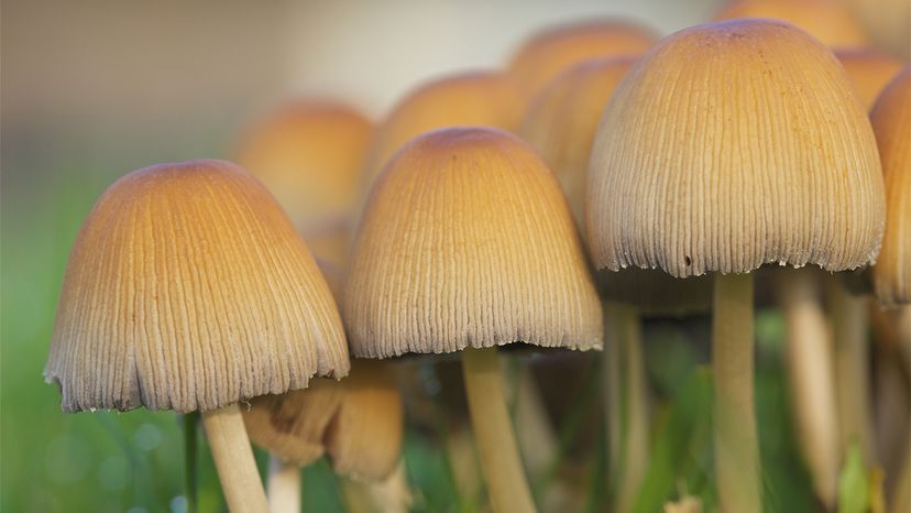 fungi, pesticide