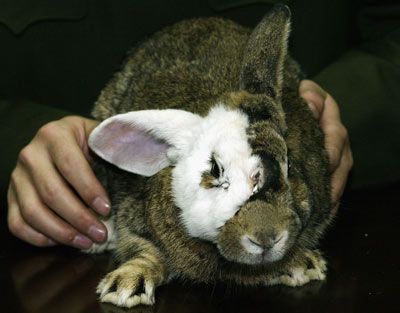 Cute animal rabbit: perfect pet!