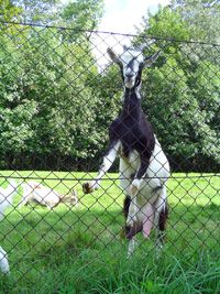 What Causes a Goat to Faint  Nature's Best Organic Feeds