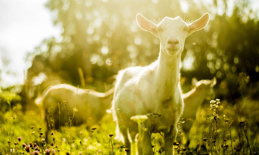 The Ultimate Fainting Goat Quiz
