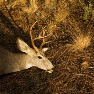 Majestic deer in natural habitat.