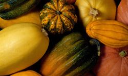 The wide variety of squash during the fall makes cooking with them more exciting and rewarding.