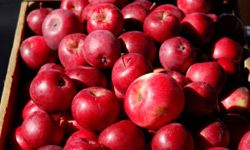 Visit a pick-your-own orchard to select the most delectable apples.