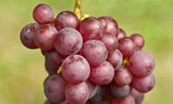 Crisp grapes are many people's favorite part of fall.