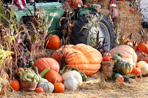 10 Delicious Fall Foods at Their Peak - Vimarsana News