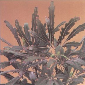 False aralia's leaflets are thin and have toothed edges. See more pictures of house plants.