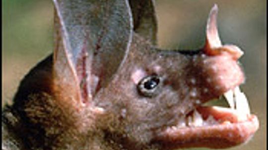 False Vampire Bat