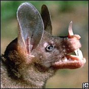 vampire bats teeth