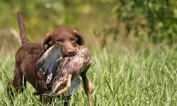 Chesapeakes were bred to work hard and they do a lot better if they have a job  -- whether retrieving birds or balls.