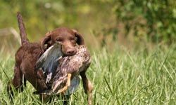 chesapeake bay retriever