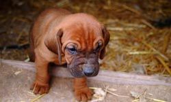 bloodhound puppy