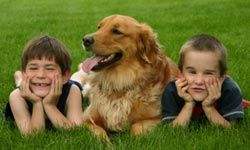 golden retriever dog with two boys