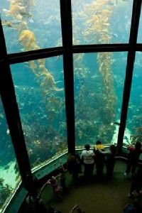 The Monterey Bay Aquarium is anup-close look at Pacificmarine life.