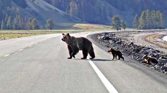 Family Vacations in Wyoming